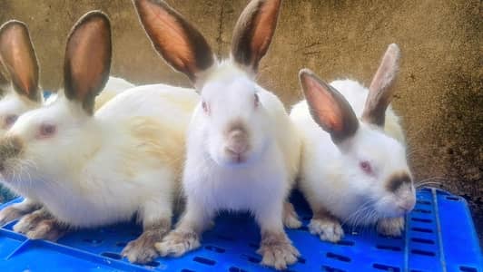 New Zealand White / Californian Rabbits