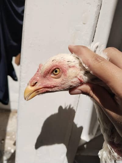 aseel cheena or shajra murgi for sell