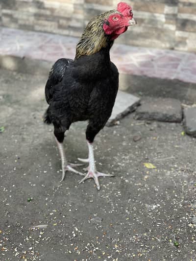 ASEEL MAIANWALU MURGA FOR SALE PRICE ALMOST FINAL