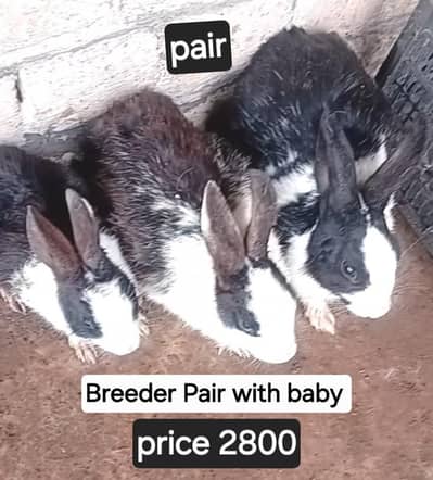 Rabbit Breeders Pair for sale  (03168333128)