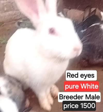 Rabbit Breeders Pair for sale  (03168333128)