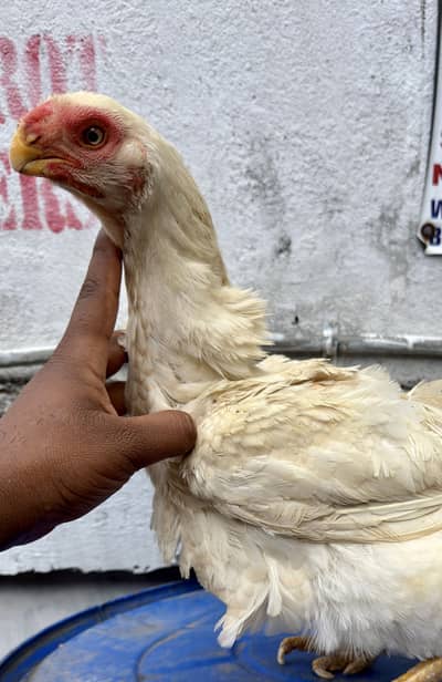 Parrot Beak Female | Indian parrot Beak Female | parrotbeat hens