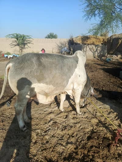 Qurbani Ka Sehatmand Bachra Heavy Weight  Bilkul Fit & Healthy