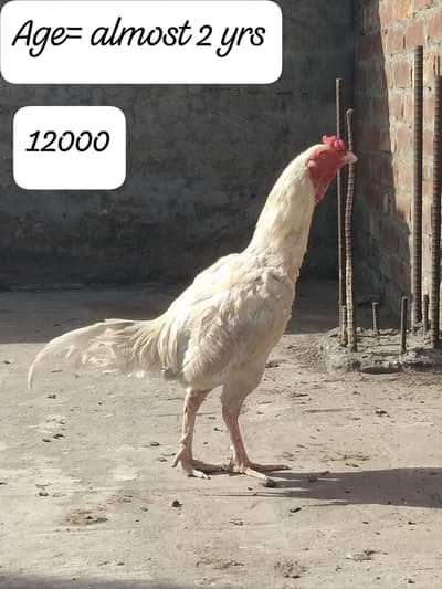 Aseel birds for sale