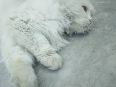 kittens for sale Sialkot