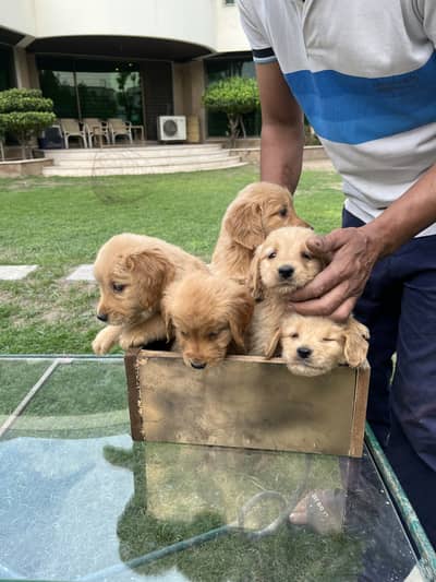 Golden retriever/labrador
