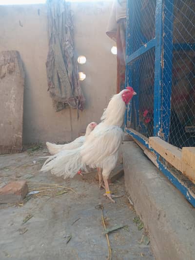 White heera chicks 03127040627 wtsup Peper white