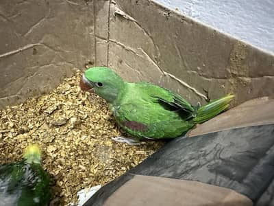 Parrots | Raw Parrots | Green Parrots | Kashmiri Raw Parrots For Sale