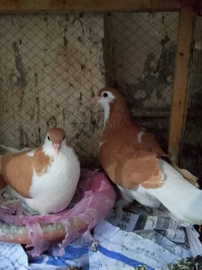 Healthy White Pigeons for Sale | Strong & Active Pair