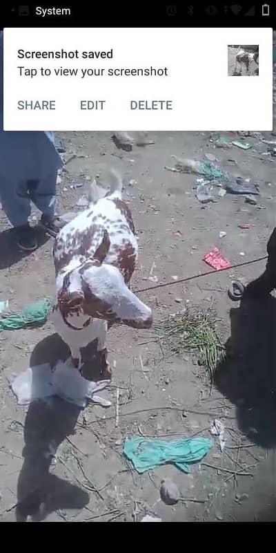 vip tedi bakri 03012922292