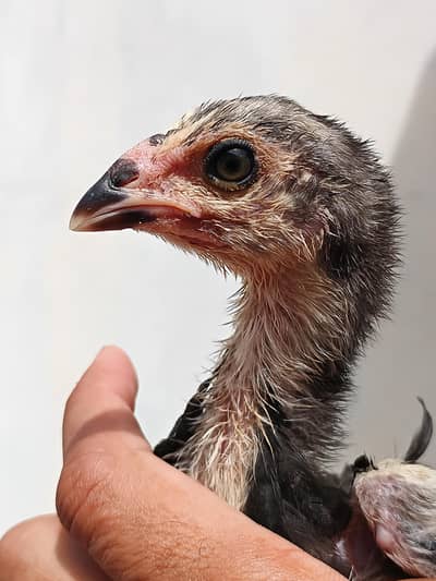 Thai pakoye madi and chicks