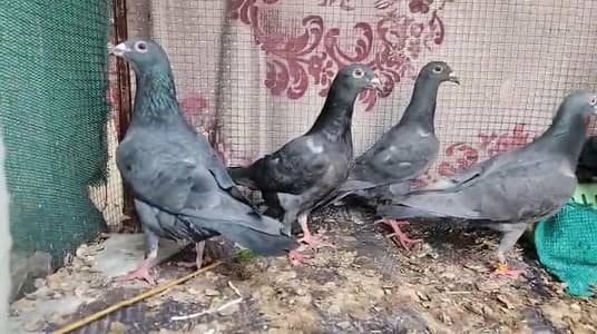 black Qasid pigeons
