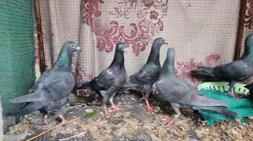 black Qasid pigeons - Pigeons - 1112915635