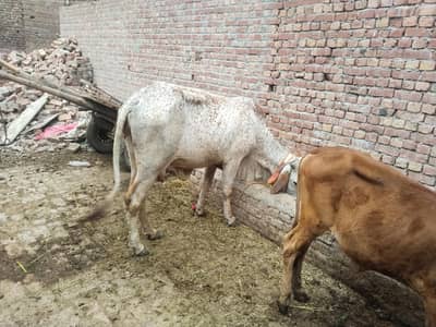 cholastani pure makhi cheeni cow for sell qurbani