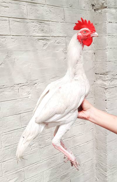 white hera begum aseel for sale white eyes, white Nok nali,