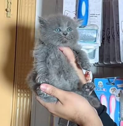 Cat Persian Persian kittens Blue eyes long hair 03/40\58/786\97^⁠_⁠^