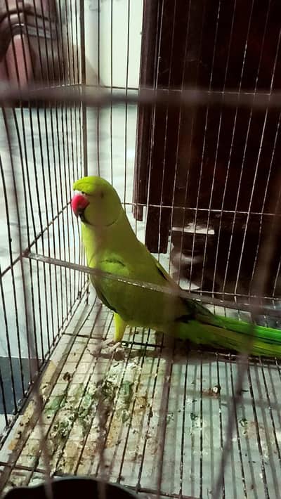 Gani a gahi adi baty karta mitho mitho b bolta or b baty karta ha