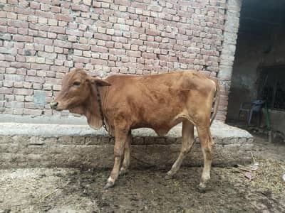 cow vair vachi bachri for sell