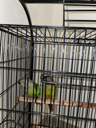 Green cheeked Conure