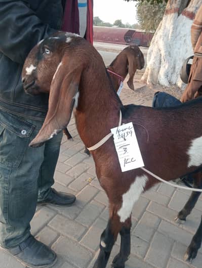 pure beetal nagri path