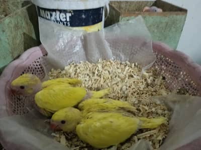 Parrots | Yellow Parrots | Parrots Chicks |  Parrots chicks For Sale