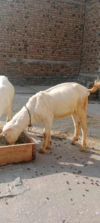 2 Male breader quality