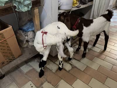 Cross Goat breed Kids