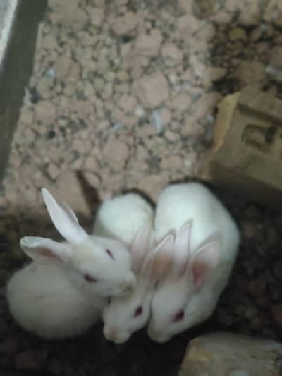 WANT RABBITS BREEDER PAIR BUNNY PAIR