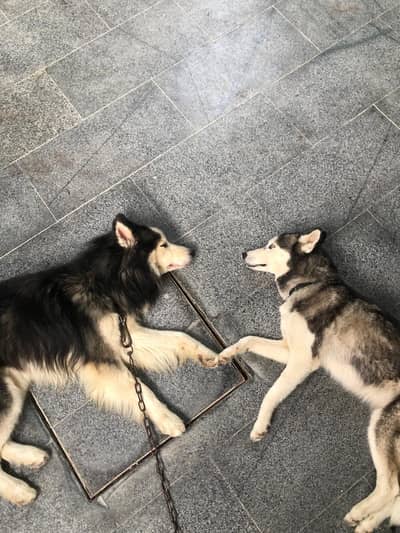 Husky male and female pair for sale