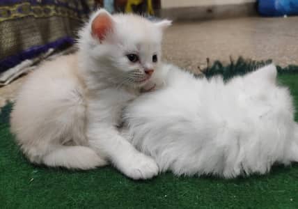 Persian kitten . . . Persian cat