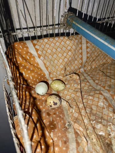 Fresh Organic Quail Eggs for Sale