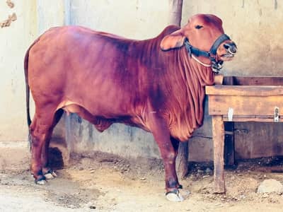 Laal Sahiwal Bachia Fresh Do Dant Qurbani