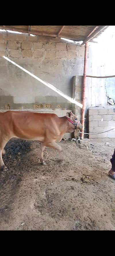 cow for sale