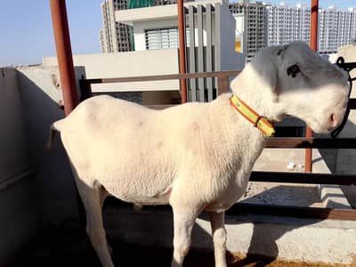 pure Punjabi mundra 2 dant