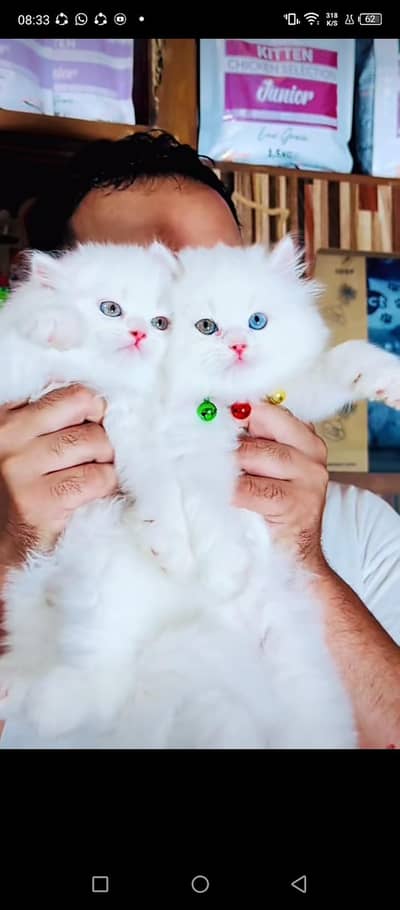 Cat Persian Persian kittens Blue eyes long hair 03/40\58/786\97:⁠-⁠!