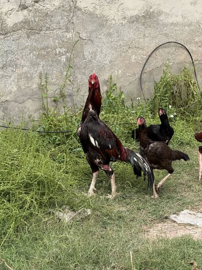 2 aseel pairs for sale