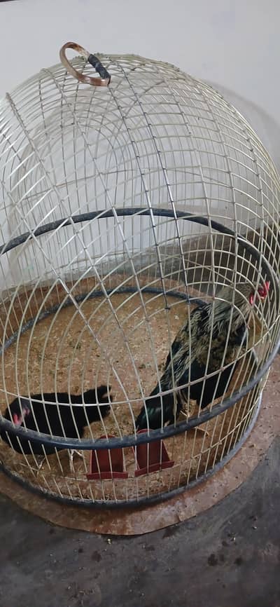 mushka murgi jawa aseel murga