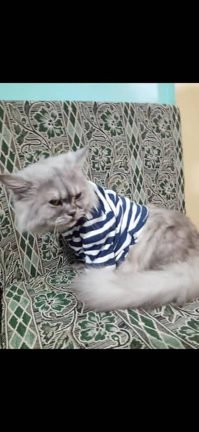 Russian cat Golden Eyes