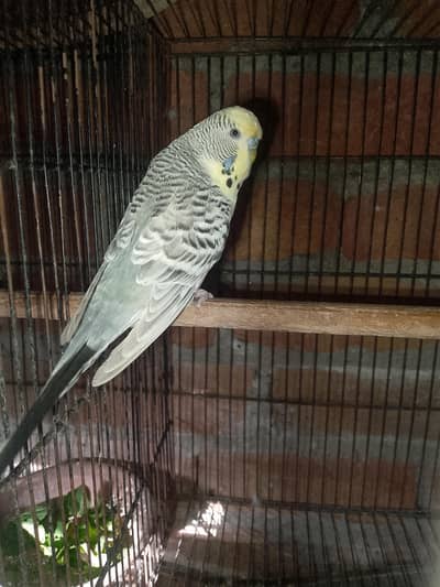 Tcb Under size breeder Male