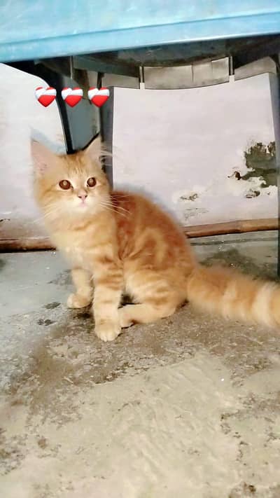 Triple coated Persian cat