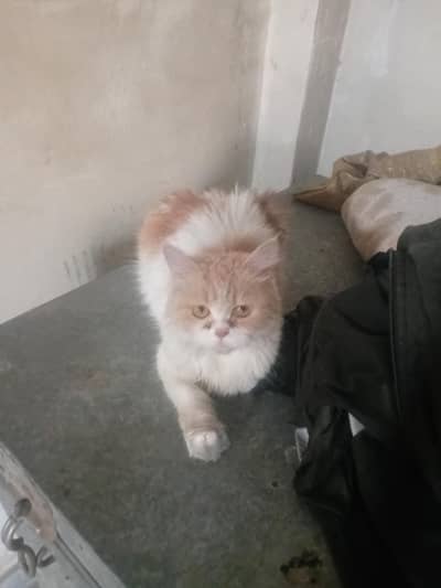 persion cat