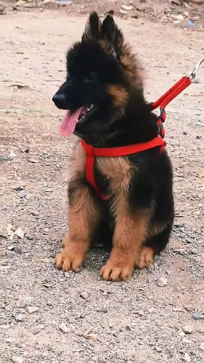 German shepherd puppies  my WhatsApp number o32452852o7