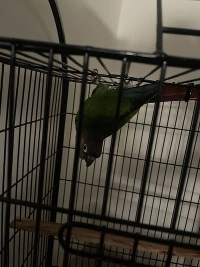 Green-cheeked Conure