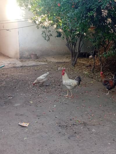 golden eggs wali murgi