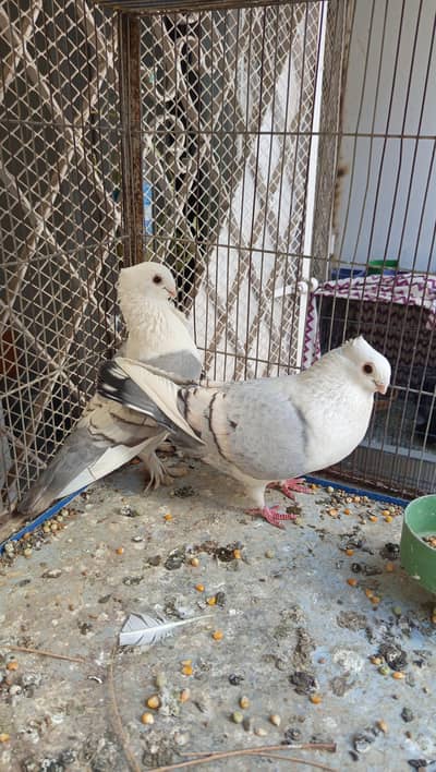 Sentient Young breeder pair