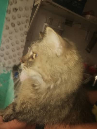 maine coon cat for Rs. 25000