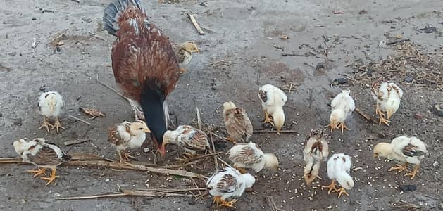 26 pure mianwali Aseel chicks for sale