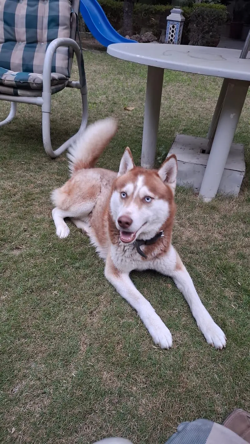 Pure Short-Coated  Siberian Husky