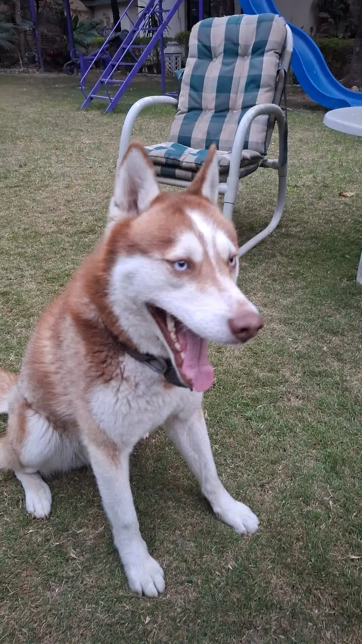 Pure Short-Coated  Siberian Husky — photo 2