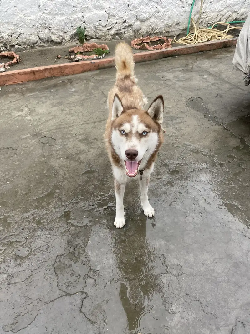 Pure Short-Coated  Siberian Husky — photo 3